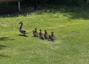 IMG_20260606_7